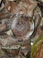 Caracolus caracolla