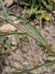 Layia hieracioides