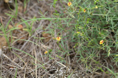 Image of Zornia linearis by (c) Paul Hoekman, some rights reserved (CC BY)