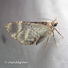 Chloroclystis conversa