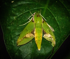 Xylophanes chiron image