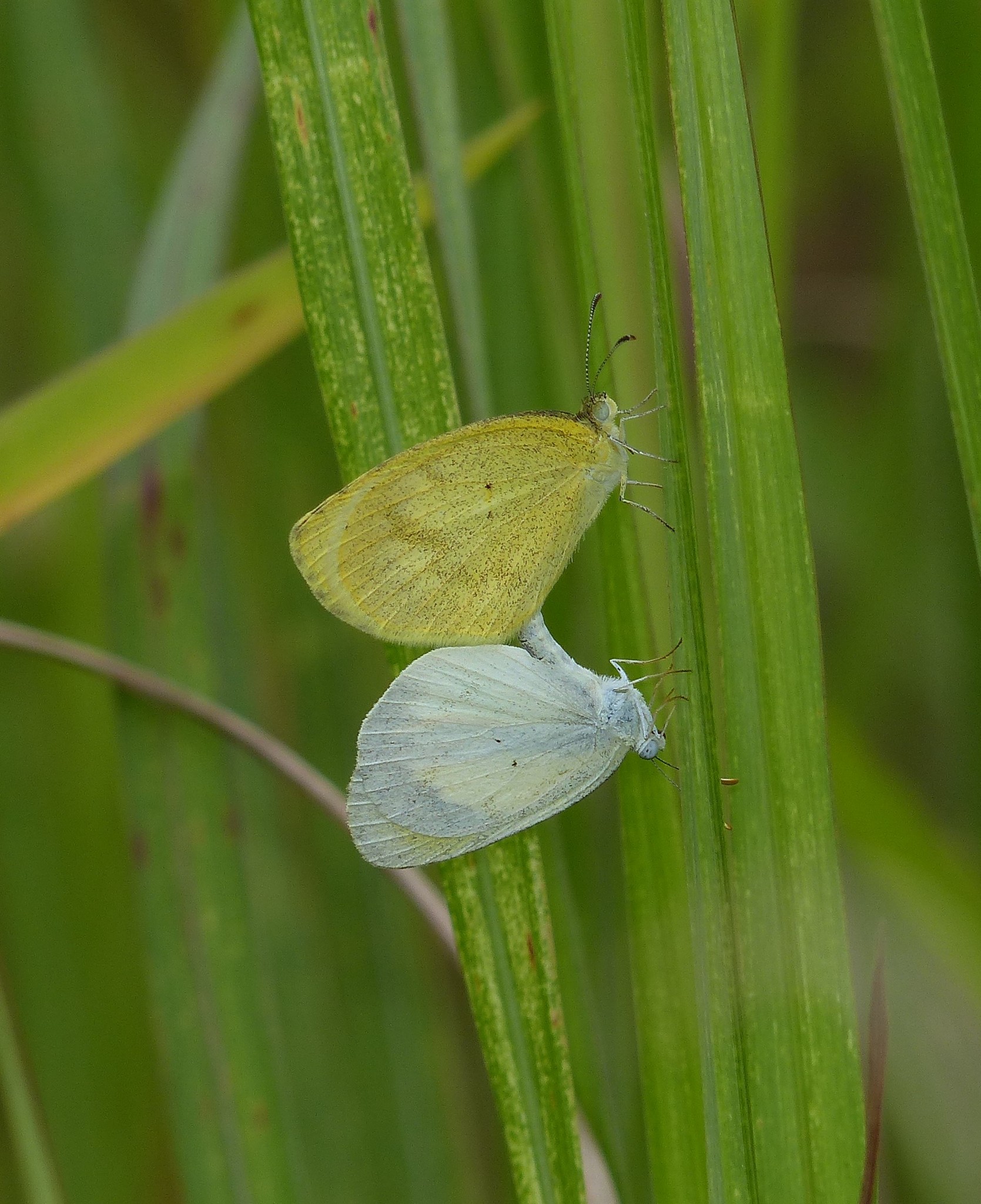 Limoncito de faja (Eurema elathea) · iNaturalist Ecuador