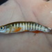 Fundulus zebrinus - Photo (c) Fishes of Texas team,  זכויות יוצרים חלקיות (CC BY-SA), הועלה על ידי Fishes of Texas team