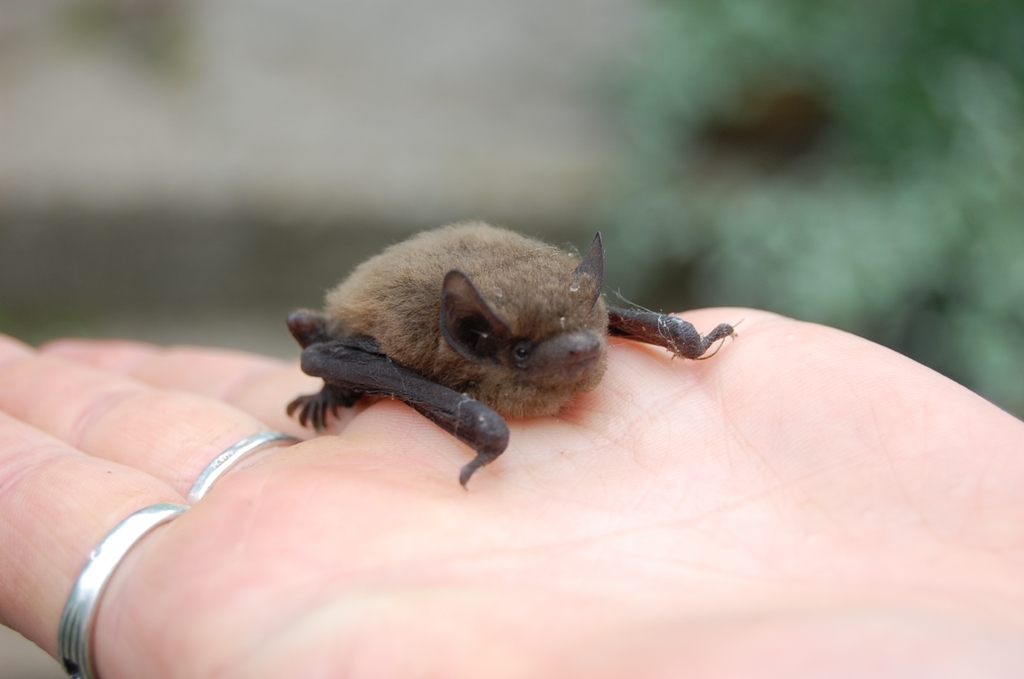 Pitel Insect Common Pipistrelle from 18235, Lithuania on August 19, 2020 by Petras ...