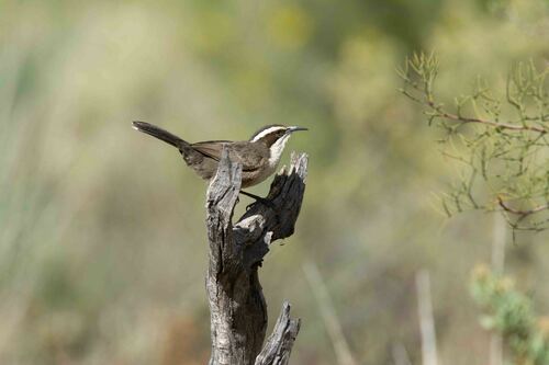 White-browed Babbler (Pomatostomus superciliosus)