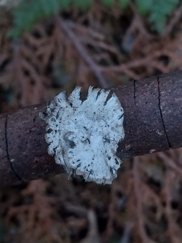 Schizophyllum