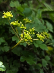 Tauschia hartwegii