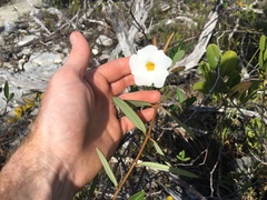 Rhabdadenia biflora