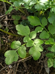 Tauschia hartwegii