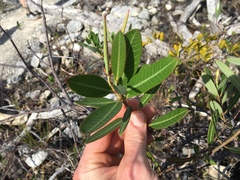 Rhabdadenia biflora