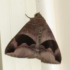 Bastilla solomonensis