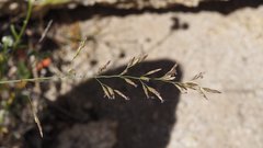 Poa secunda secunda