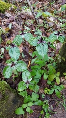 Trillium stamineum