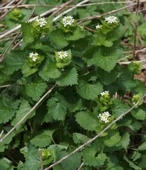 Alliaria petiolata