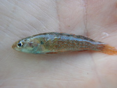 Etheostoma grahami