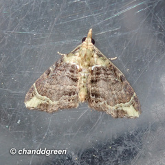 Eupithecia chlorophora