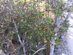 Terminalia molinetii