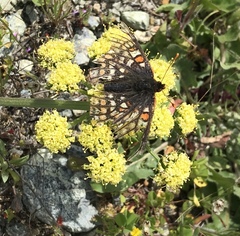 Euphydryas editha bayensis