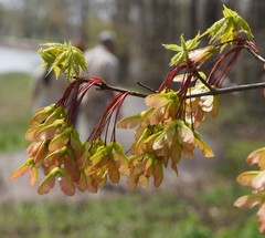 Acer rubrum