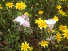 Linanthus dichotomus