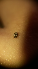 Brachiacantha darlene