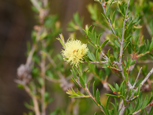 Melaleuca thymoides Labill.