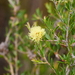 Sand Wattle Myrtle - Photo (c) Keith Morris, some rights reserved (CC BY-NC), uploaded by Keith Morris