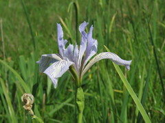 Iris longipetala