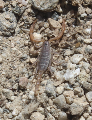 Smeringurus vachoni