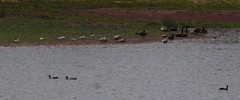 Branta canadensis