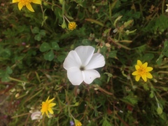 Linanthus dichotomus