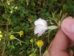 Linanthus dichotomus