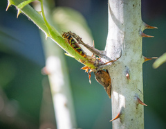 Image of Dilobopterus pardalinus