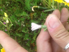 Linanthus dichotomus