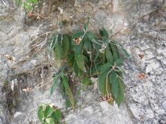 Rhytidophyllum leucomallon