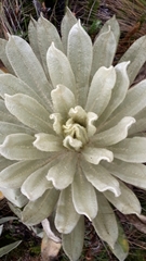 Espeletia pycnophylla