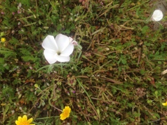 Linanthus dichotomus