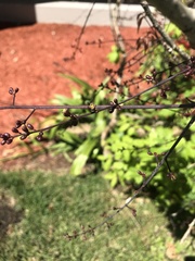 Commiphora pervilleana