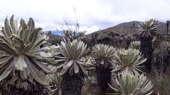 Espeletia pycnophylla