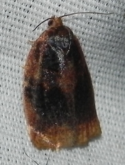 Archips infumatana
