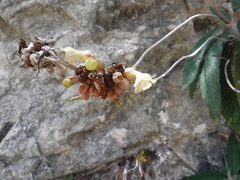Rhytidophyllum leucomallon