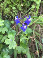 Delphinium bakeri