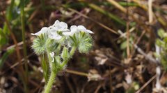 Cryptantha intermedia intermedia