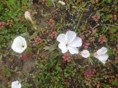 Linanthus dichotomus