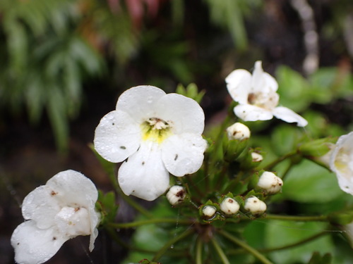 Image of Snowy Mountain Foxglove (Ourisia macrocarpa) by (c) Leon Perrie, some rights reserved (CC BY)