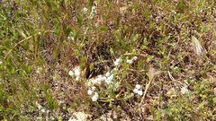 Cryptantha intermedia intermedia