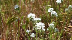 Cryptantha intermedia intermedia