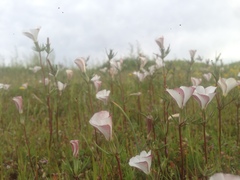 Linanthus dichotomus