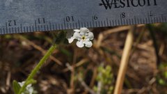 Cryptantha intermedia intermedia