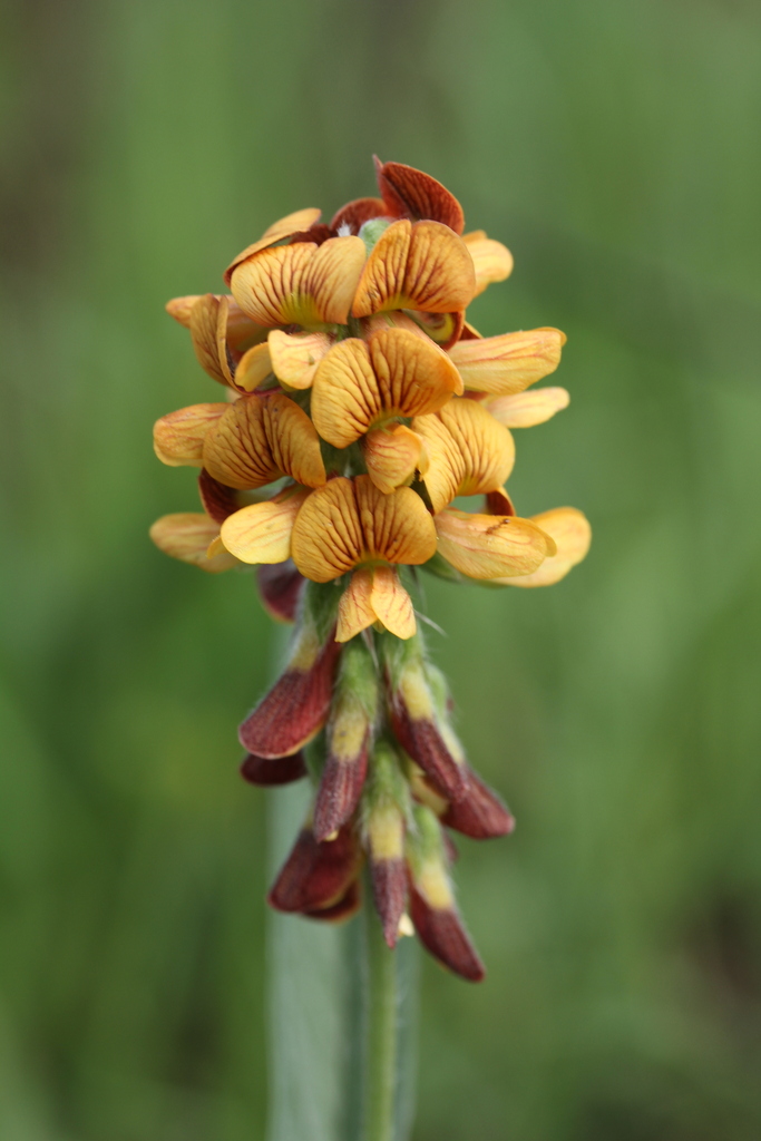 Brown Bonnets